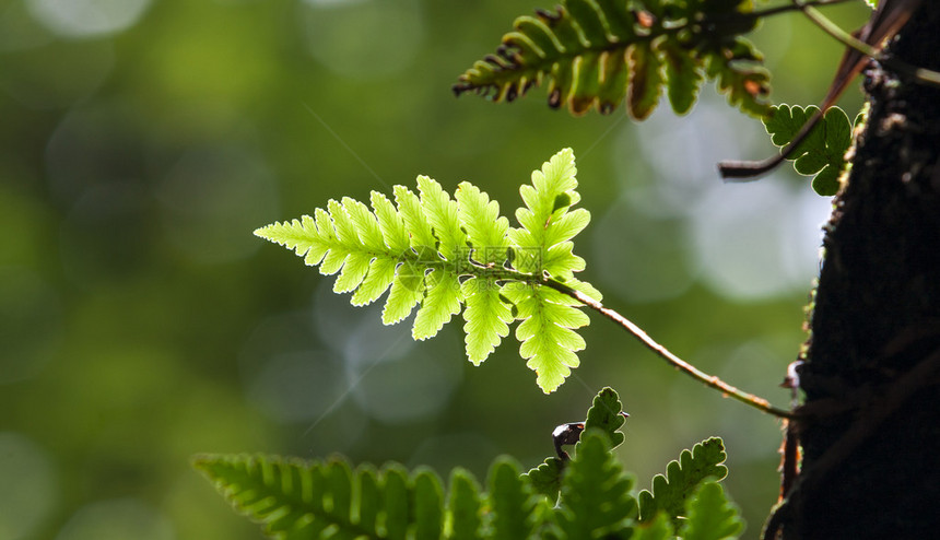 生长在野外森林中的绿色茂盛蕨类植物图片