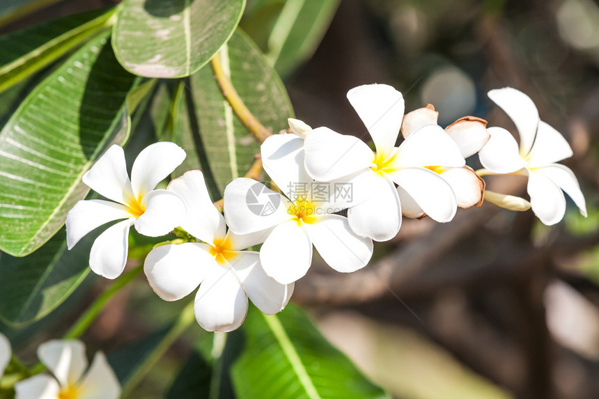 泰国热带花朵fragipani图片