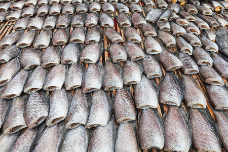 干Gourami鱼在竹盘上围成一圈图片