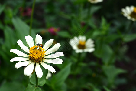 白花上的蜜蜂图片