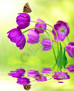 新鲜紫色郁金香绿底图片