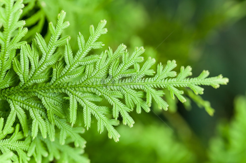 生长在野外森林中的绿色茂盛蕨类植物图片