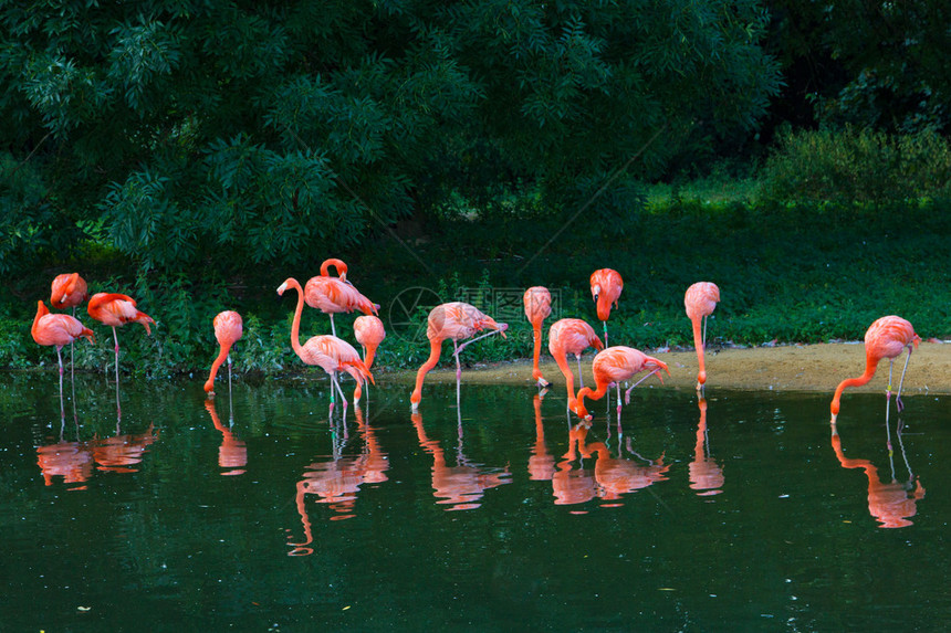 火烈鸟粉红色动物园图片