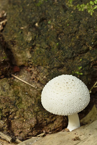 森林里的白蘑菇图片