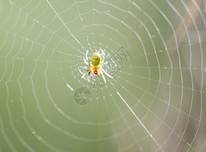 小黄绿色蜘蛛正坐在图片