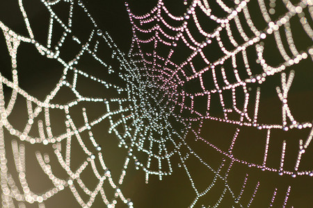 带滴的蜘蛛网图片