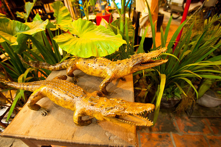 几乎所有的暹罗鳄鱼都面临灭绝的威胁图片