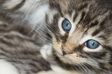 美丽的小猫眼睛亮图片