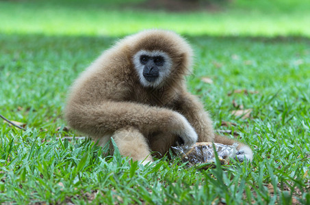 Gibbon坐在图片