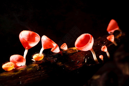 泰国热带雨林中的橙色蘑菇或香槟蘑菇图片