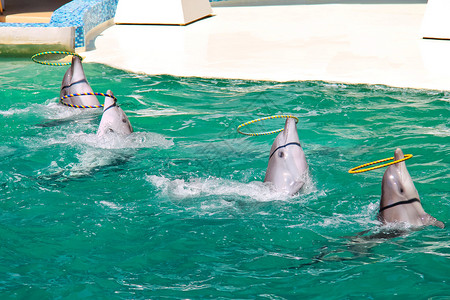 海豚在水上表演中扭动环背景图片