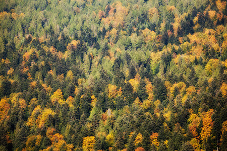 在树林中拍摄的秋天风景照片图片