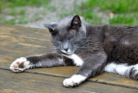 猫睡在野餐桌上图片