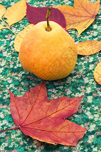 梨子秋季收获成熟图片