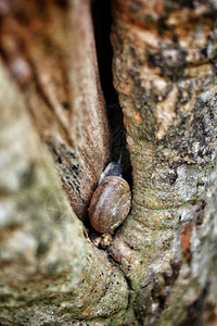 一群蜗牛在树上爬行图片
