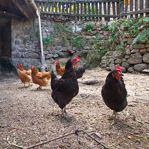 法国农村一家旧鸡舍里的一群鸡图片
