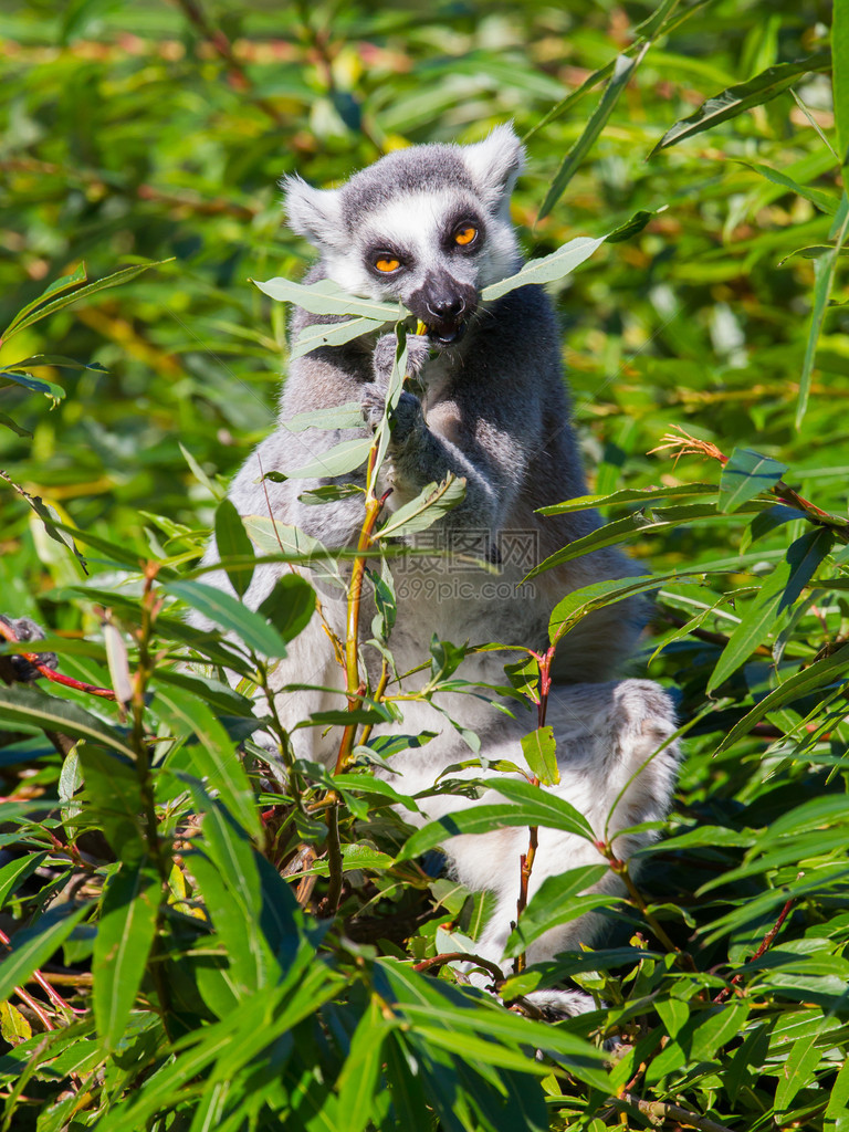 从树上进食的环尾狐猴Lemur图片