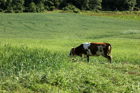 绿草地上的牛图片