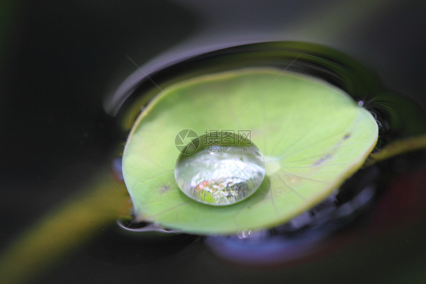 绿荷叶上的水滴图片