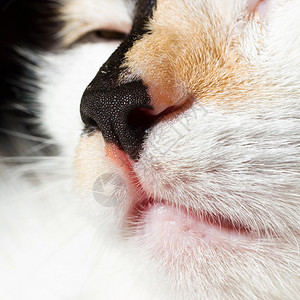 猫鼻子图片