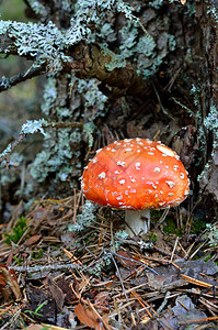 Agaric蘑菇图片