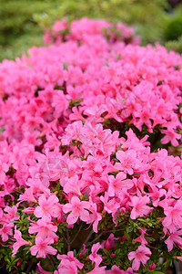 春天盛开的粉红色杜鹃花图片