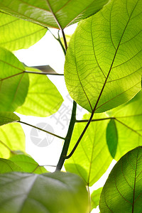 绿色热带植物特写图片
