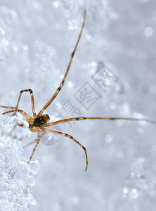 冰上的小蜘蛛图片