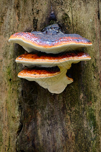 林中树桩上的蜜环菌蘑菇图片