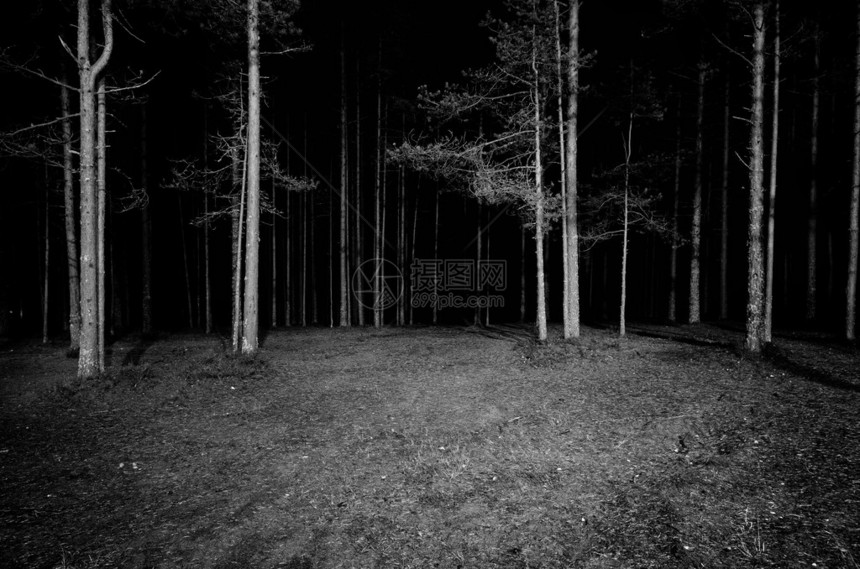夜晚的森林景象图片