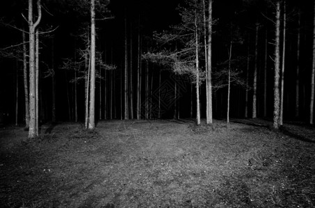 夜晚的森林景象图片