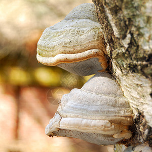 森林树桩上的蘑菇图片