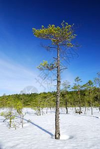 孤独的松树和冬季森林景观图片