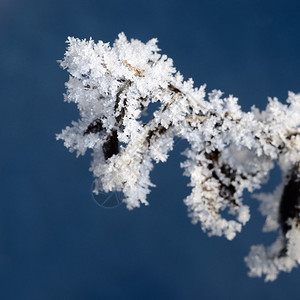 冬天植物上的白霜图片
