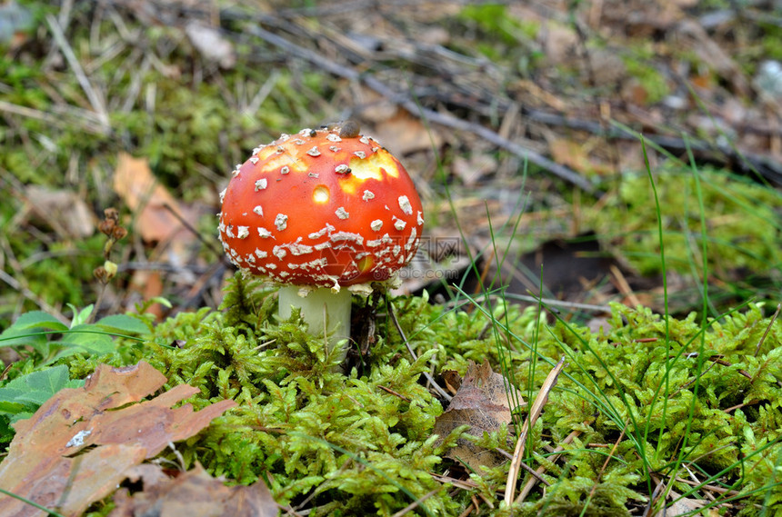 Agaric蘑菇图片