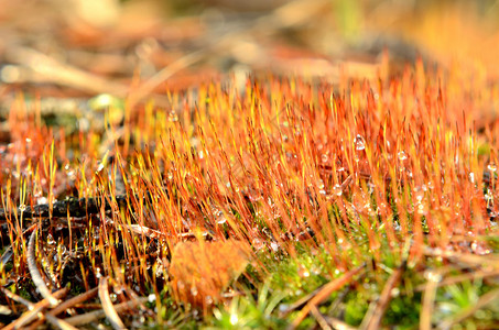 五颜六色的红苔孢子在森林里特写图片