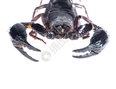 蝎子Heterometrus上白色孤立图片
