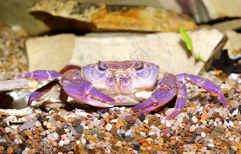 江蟹生在aquariu的河螃蟹溪蟹某地紫色的变身背景