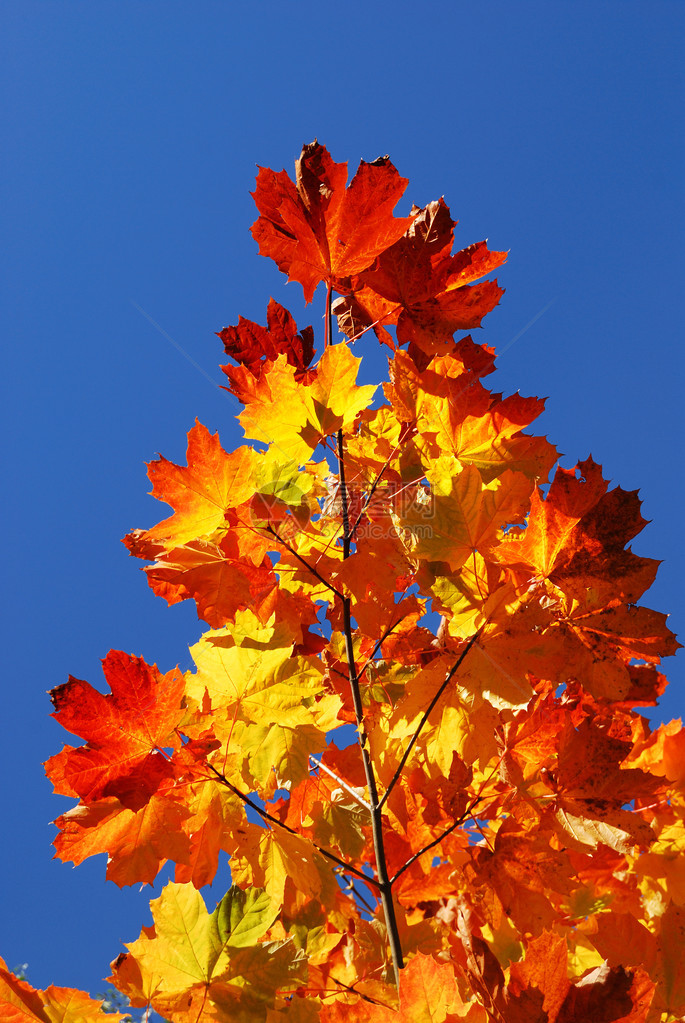 秋天的树叶在蓝天的映衬下图片