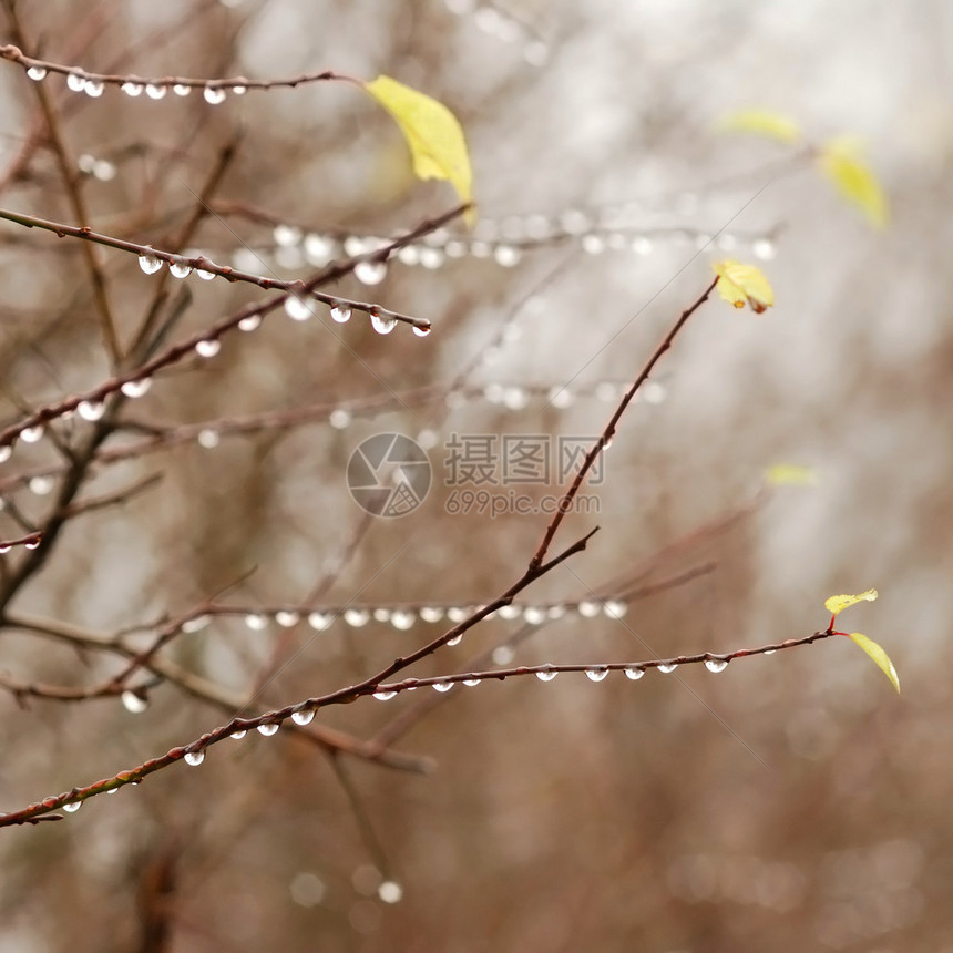 瀑布季节的树枝上滴水田间近图片