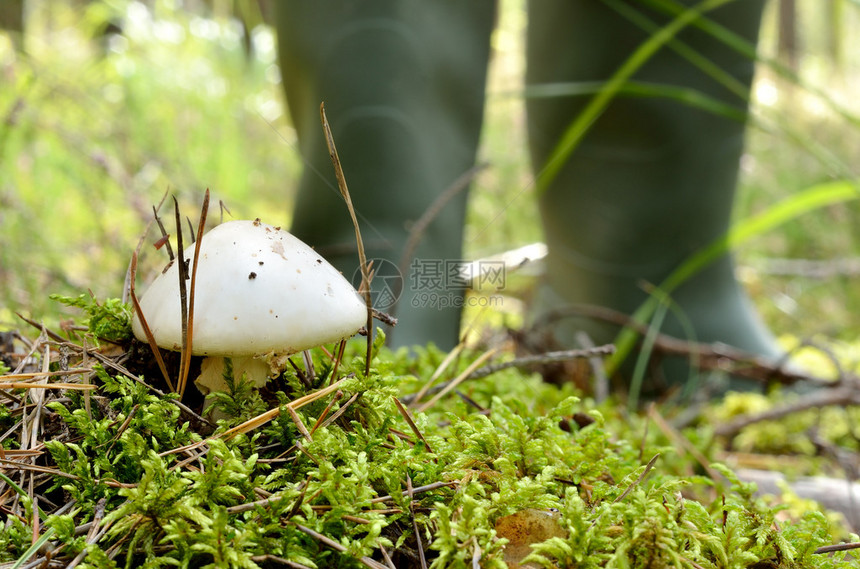 森林背景中的蘑菇和男靴图片