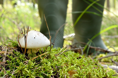 森林背景中的蘑菇和男靴图片