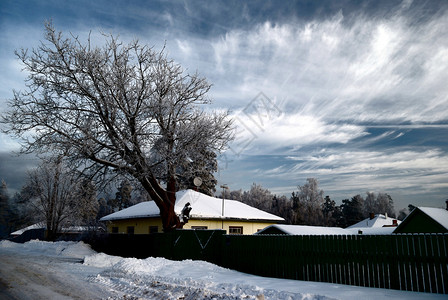 村里有雪的树图片