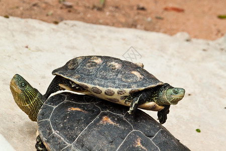 赫曼的乌龟背景图片