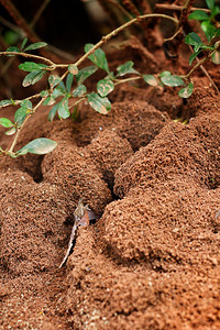 蚂蚁在大自然中筑巢图片