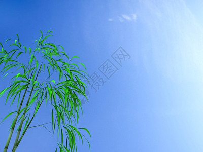 与美好的蓝天的竹叶子图片