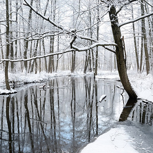 冬天的森林河图片