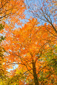 仰望着秋天由树木形成的多图片