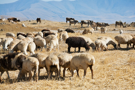 亚美尼亚山区秋草上放牧的羊群图片