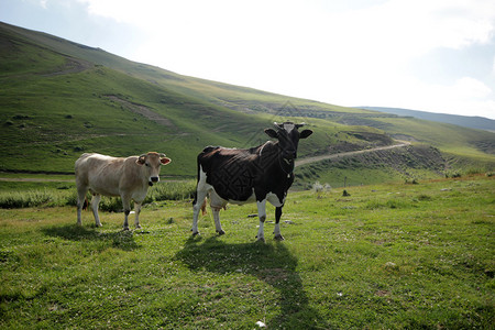 放牧牛的乡村景观图片